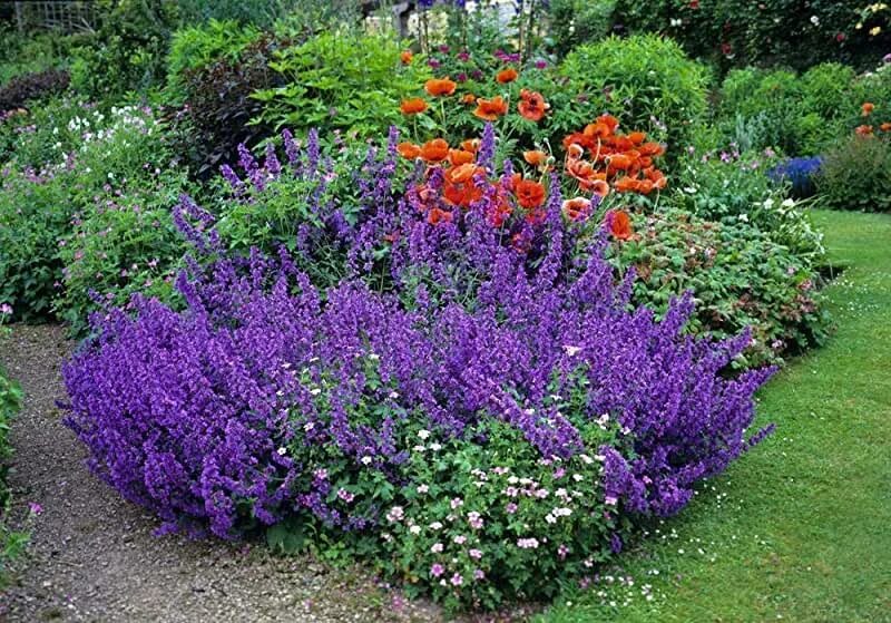 Котовник на клумбе фото Amazon.com: Plants Catmint