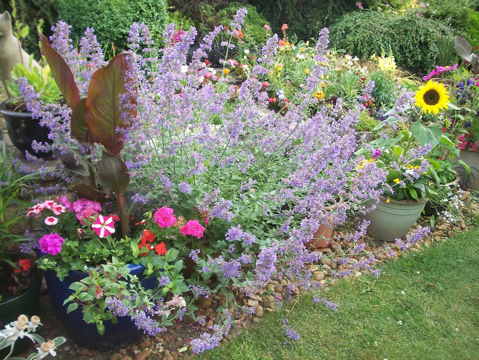 Котовник на клумбе фото Котовник фассена Сикс Хиллз Джайнт Nepeta faassenii Six Hills Giant - купить мно