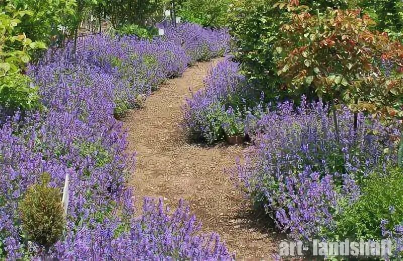 Котовник на клумбе фото Котовник Фассена - купить в Екатеринбурге