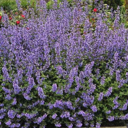 Котовник розовая пантера фото Котовник фассена Уолкер Лоу: купить саженцы Nepeta faasenii Walker's Low в Москв