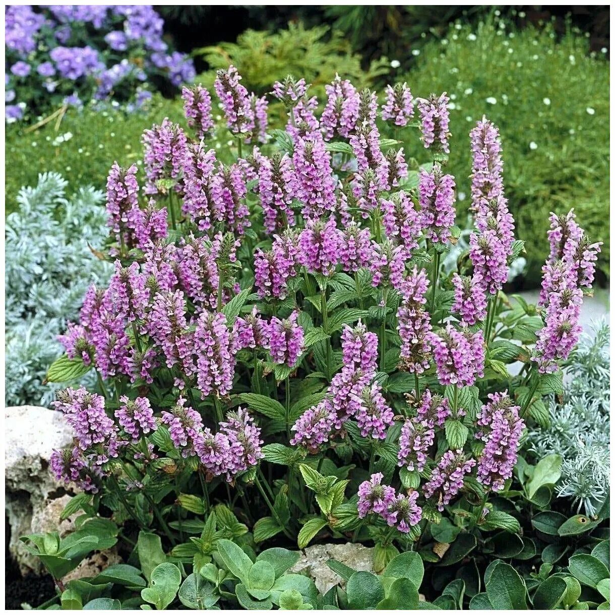 Котовник розовая пантера фото Котовник фассена (nepeta faassenii `kit kat`) - купить по низкой цене на Яндекс 