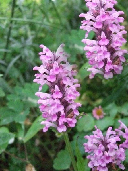 Котовник розовая пантера фото USA SELLER Pink Catmint 25 seeds Pink cat, Seeds, Plant guide