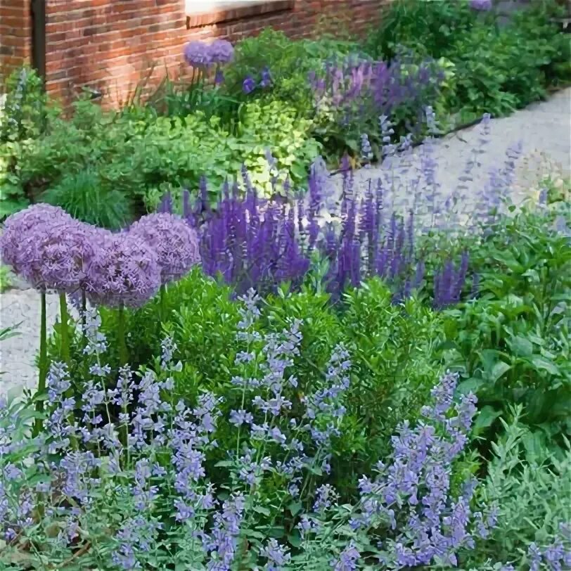 Котовник в ландшафтном дизайне Catmint, sage and allium -a winning combination in this hillside by Matthew Cunn