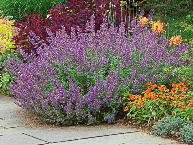 Котовник в ландшафтном дизайне Catmint (Nepeta hybrids) White flower farm, Rabbit resistant plants, Fragrant fl