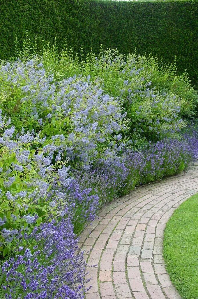 Котовник в ландшафтном дизайне Untitled Garden paths, Cottage garden, Garden design