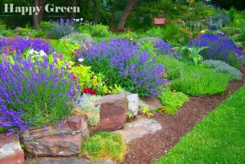 Котовник в ландшафтном дизайне CATMINT CATNIP - 300 SEEDS - Nepeta mussinii faassenii - PERENNIAL FLOWER eBay