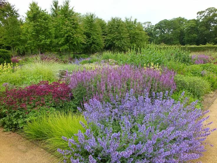 Котовник в ландшафтном дизайне Scampston Walled Garden California plants, Garden wall, Drought tolerant landsca