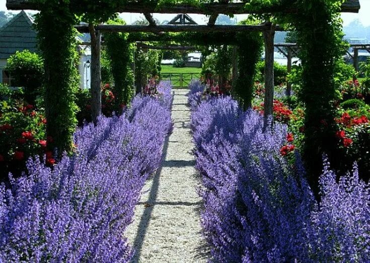 Котовник в ландшафтном дизайне Russian Sage, Perovskia, 15 Seeds, Fluffy Blue Border, Silver Foliage, Fragrant 