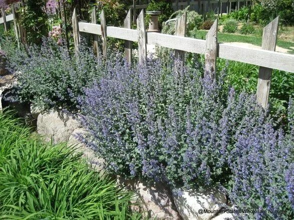 Котовник в ландшафтном дизайне Nepeta faassenii 'Select Blue' (Blue Catmint) - Mountain States Wholesale Nurser