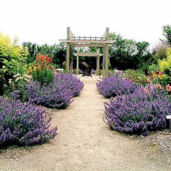 Котовник в ландшафтном дизайне Котовник Фассена Дропмор (Nepeta faassenii Dropmore) купить в Москве по низкой ц