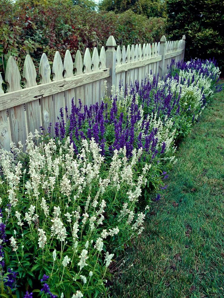 Котовник в ландшафтном дизайне фото 31 Salvia Plants to Bring Color and Fragrance to Your Garden Front garden design