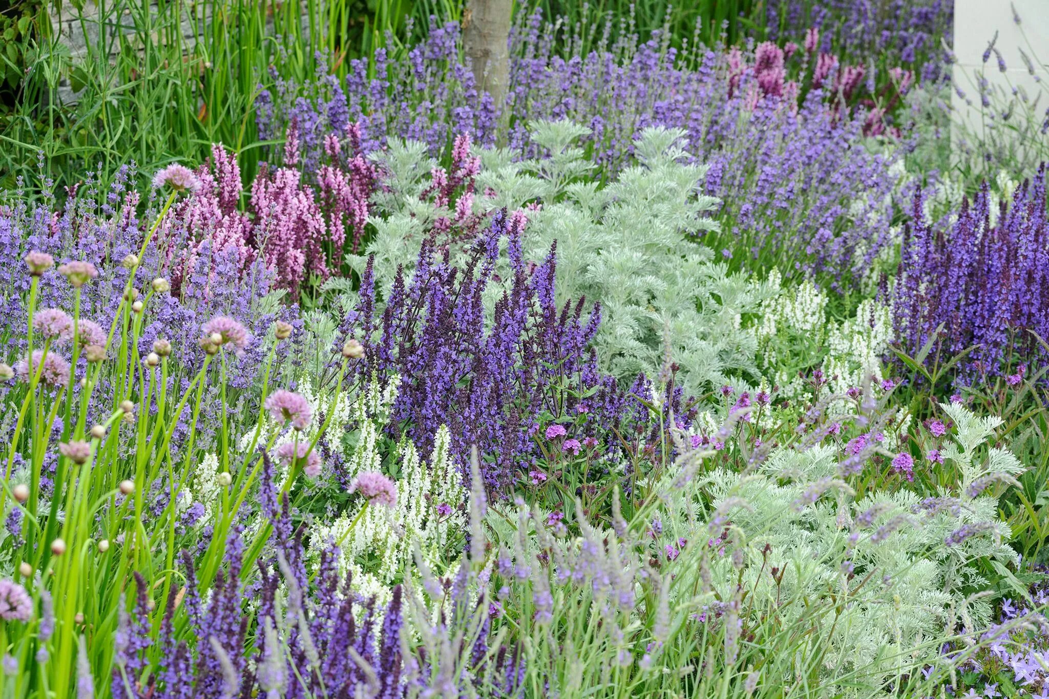 Котовник в ландшафтном дизайне фото Six garden colour schemes to try Purple flowers garden, Colorful garden, Purple 