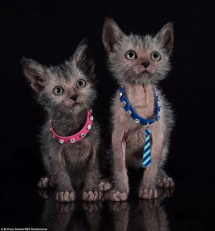 Котоволки порода кошек фото Werewolf cats' are the most popular pet this Halloween Lykoi cat, Werewolf cat, 