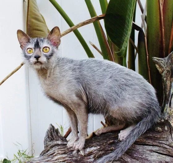 Котоволки порода кошек фото NEW BREED OF CAT -Lykoi Cat Werewolf cat, Lykoi cat, All cat breeds