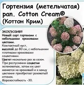 Коттон крим гортензия метельчатая описание фото Гортензия метельчатая Коттон Крем, 450р. 2023 GREEN FINGERS Растения для сада и 