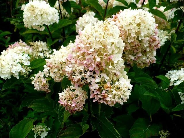 Коттон крим гортензия метельчатая описание фото Hydrangea, Hortensja: Hydrangea paniculata 'Silver Dollar' Hydrangea paniculata,