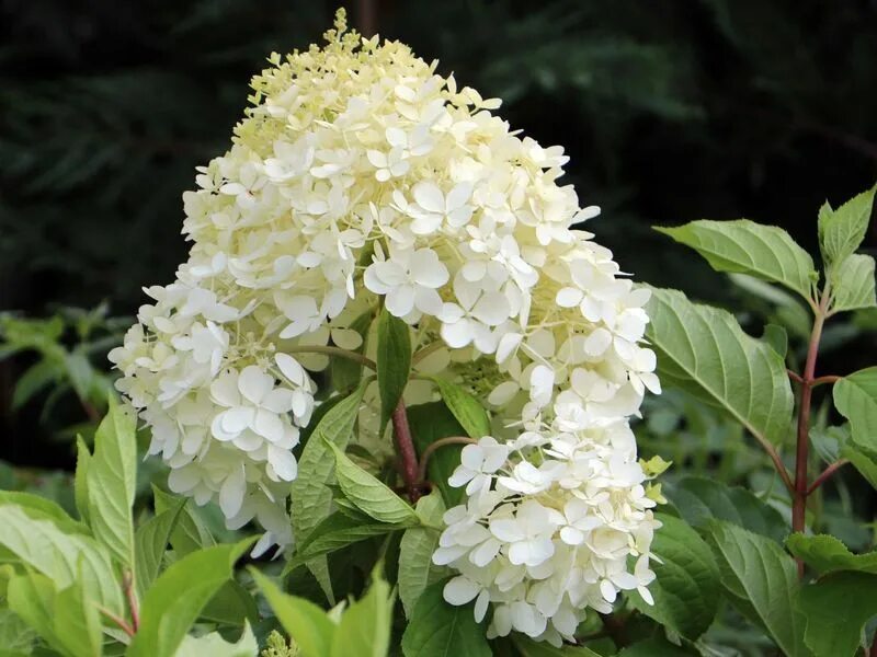 Коттон крим гортензия метельчатая описание фото Rispenhortensie 'Phantom' - Hydrangea paniculata 'Phantom' - Baumschule Horstman