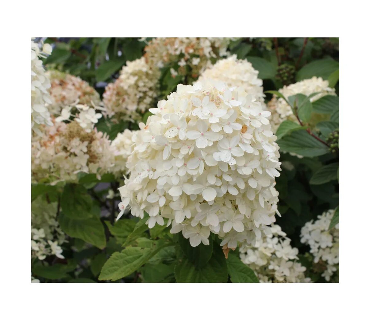 Коттон крим гортензия метельчатая описание фото Саженцы гортензия Агродекор Cotton Cream AGRO1155 1 шт. - купить в Компания Агро
