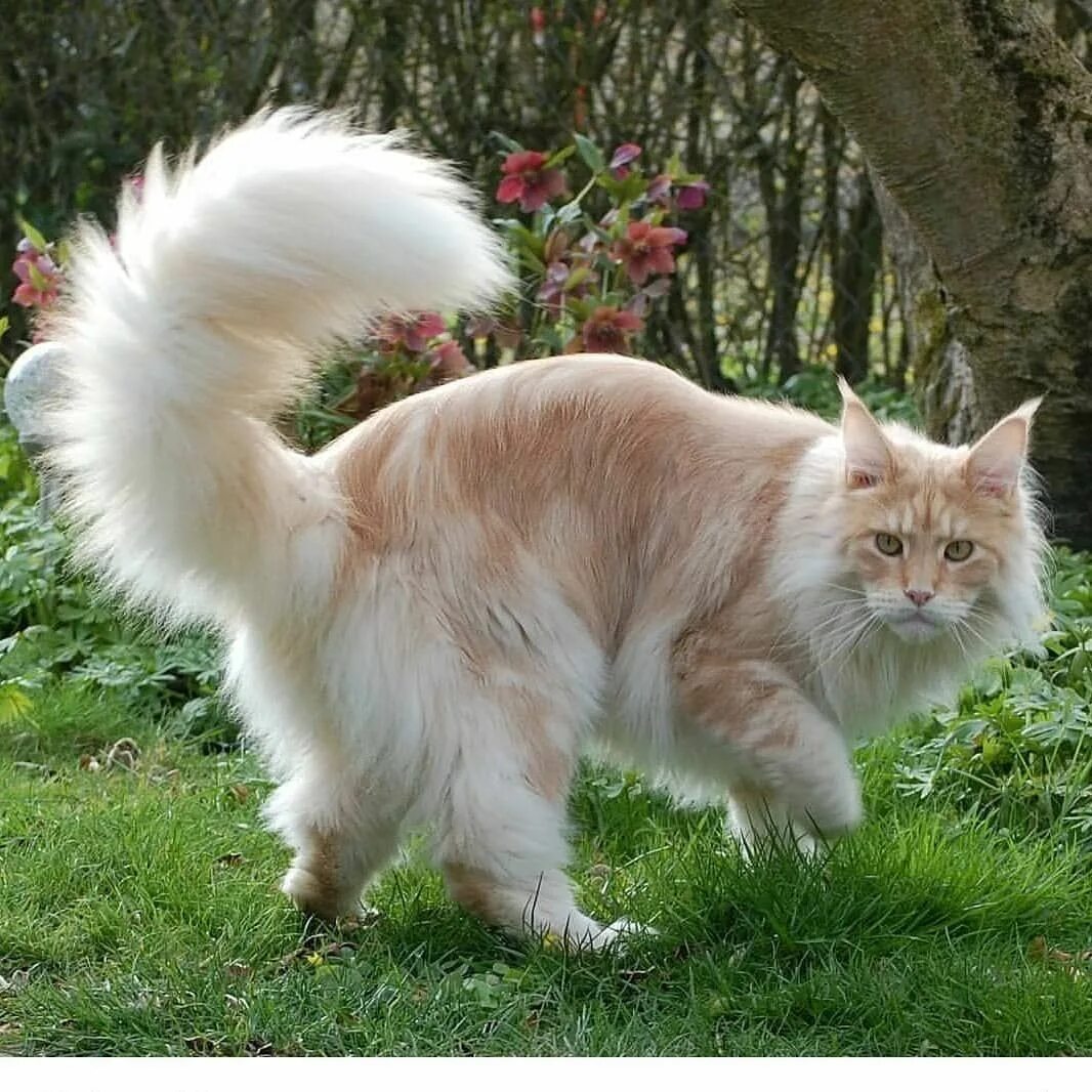 Коту под хвост фото Pin on Animal refs