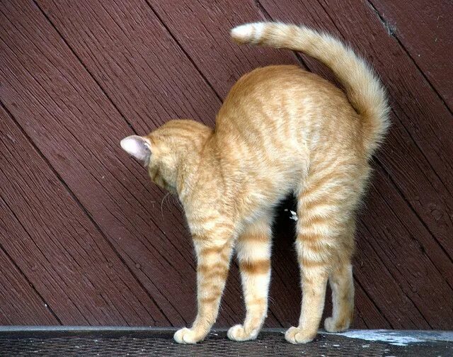 Коту под хвост фото Practicing for Halloween Yellow Striped Cat Arched Back Legs Tail Kleine katzen,