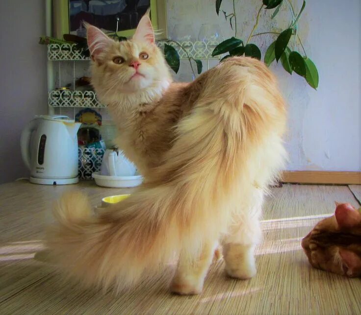 Коту под хвост фото Пин на доске dabloonsona Мейн кун, Котята, Милые котики