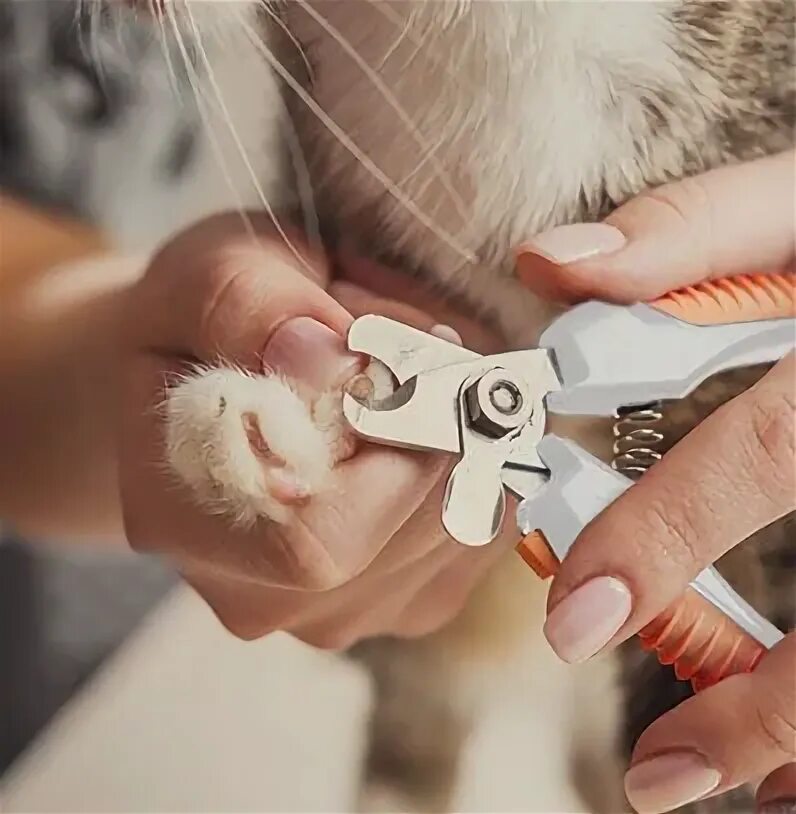 Коту стригут когти фото How to Trim Your Cat’s Nails Wahl USA