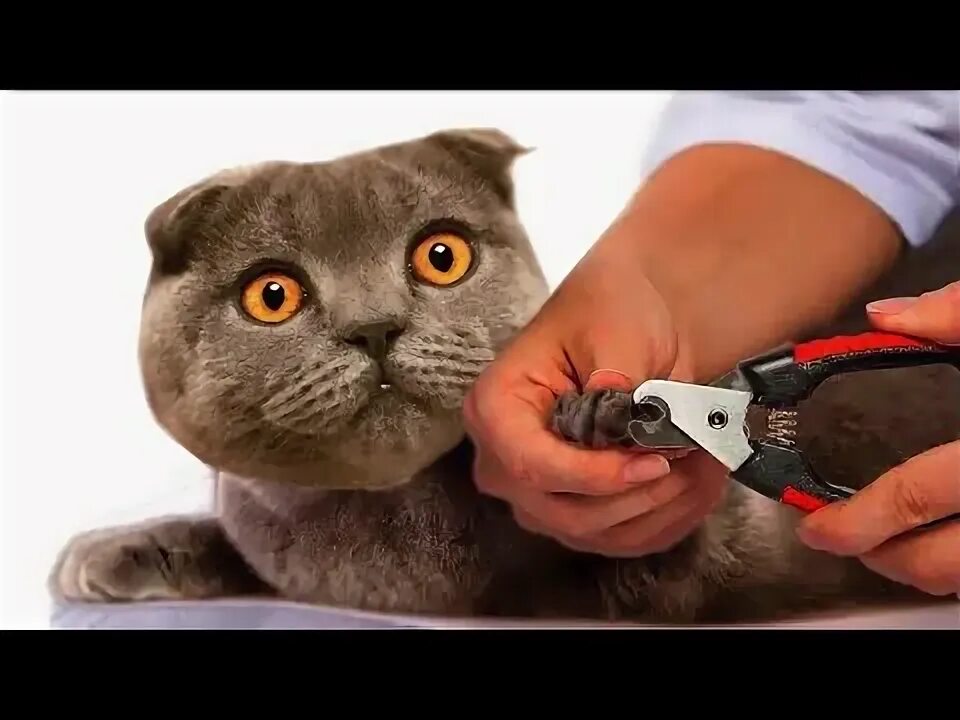 Коту стригут когти фото Как подстричь когти коту? Кот в шоке от процесса - YouTube