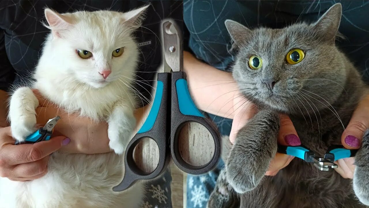 Коту стригут когти фото Как кошке подстричь когти в домашних условиях: правила безопасности для кота и х