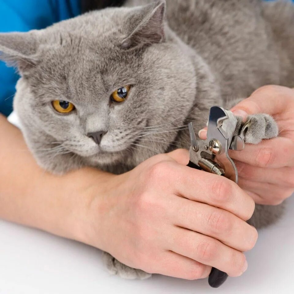 Коту стригут когти фото Canine Clips by Evelyn Croozi Best cat litter, Canine, Pet groomers