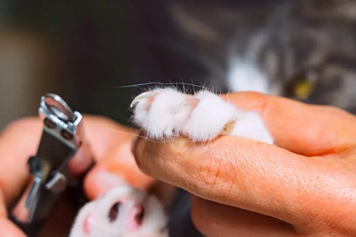 Коту стригут когти фото How to Trim Cat Nails: Vets Reveal the Secrets to Make It Stress-Free for Everyo