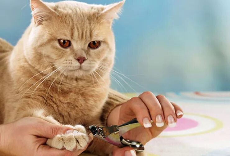 Коту стригут когти фото Уход за домашними кошками: средства и процедуры