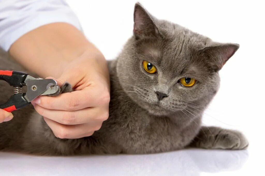 Коту стригут когти фото Vetcity, veterinary clinic, Perm, Kosmonavtov Highway, 120/1 - Yandex Maps