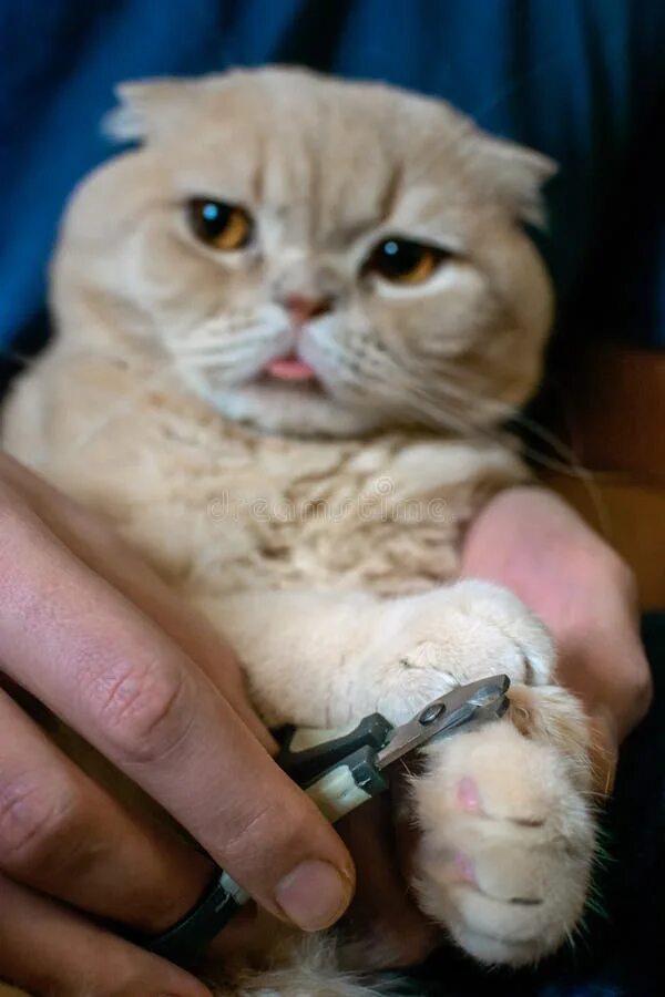 Коту стригут когти фото Cat Claw Care, Cuts Off the Cat Claws Stock Photo - Image of cutter, groomer: 13