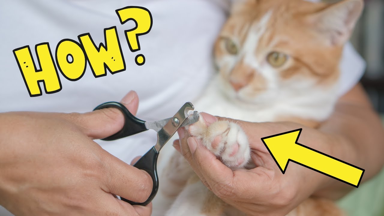 Коту стригут когти фото How to Safely Cut Your Cat's Nails (Complete Guide) - YouTube