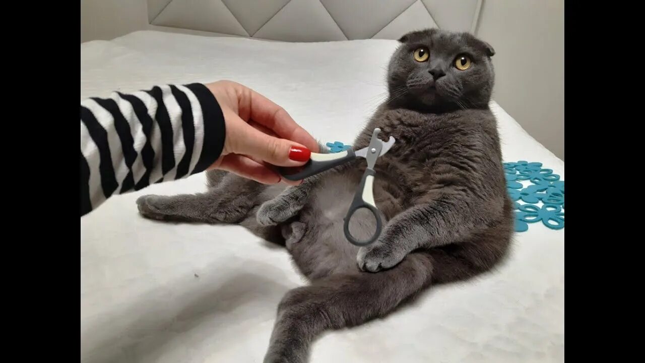 Коту стригут когти фото Подстричь когти коту / кошке в домашних условиях легко. Это лёгкий способ подстр
