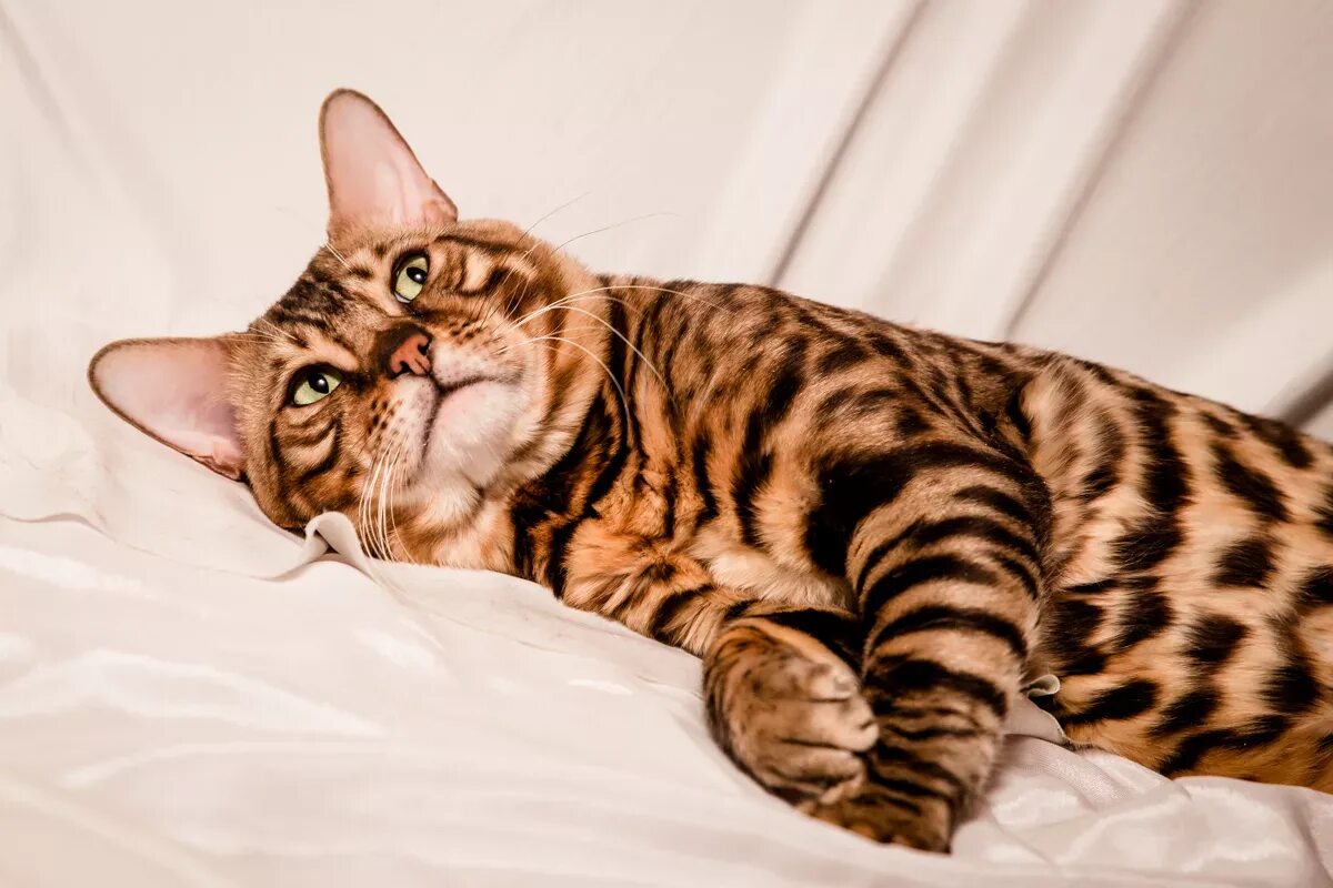 Коты бенгалы фото цена Клуб Любителей Кошек "LEORUSS" Воронеж Бенгальская кошка