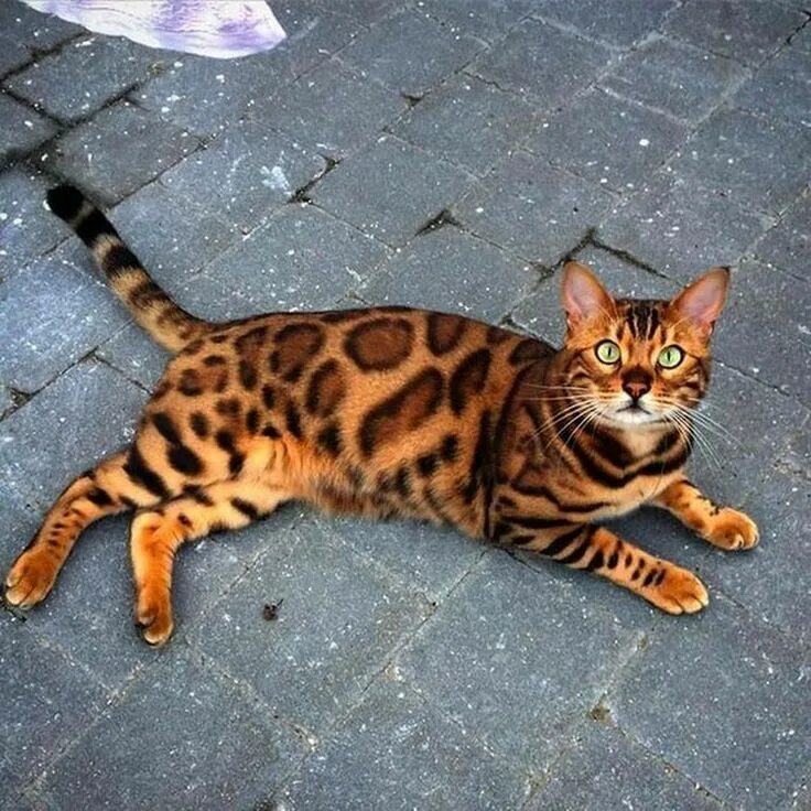 Коты бенгалы фото цена Bengal Bengal cat, Pretty cats, Cat breeds
