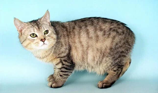 Коты без хвоста фото Manx Cat Breed Information Gato manx, Raças de gatos, Manx