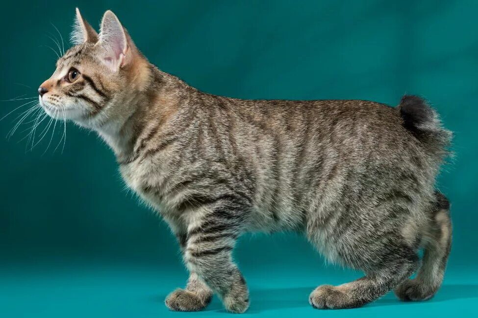 Коты без хвоста фото Кот без хвоста. Бобтейл. Кошки. Милые и беспощадные Дзен