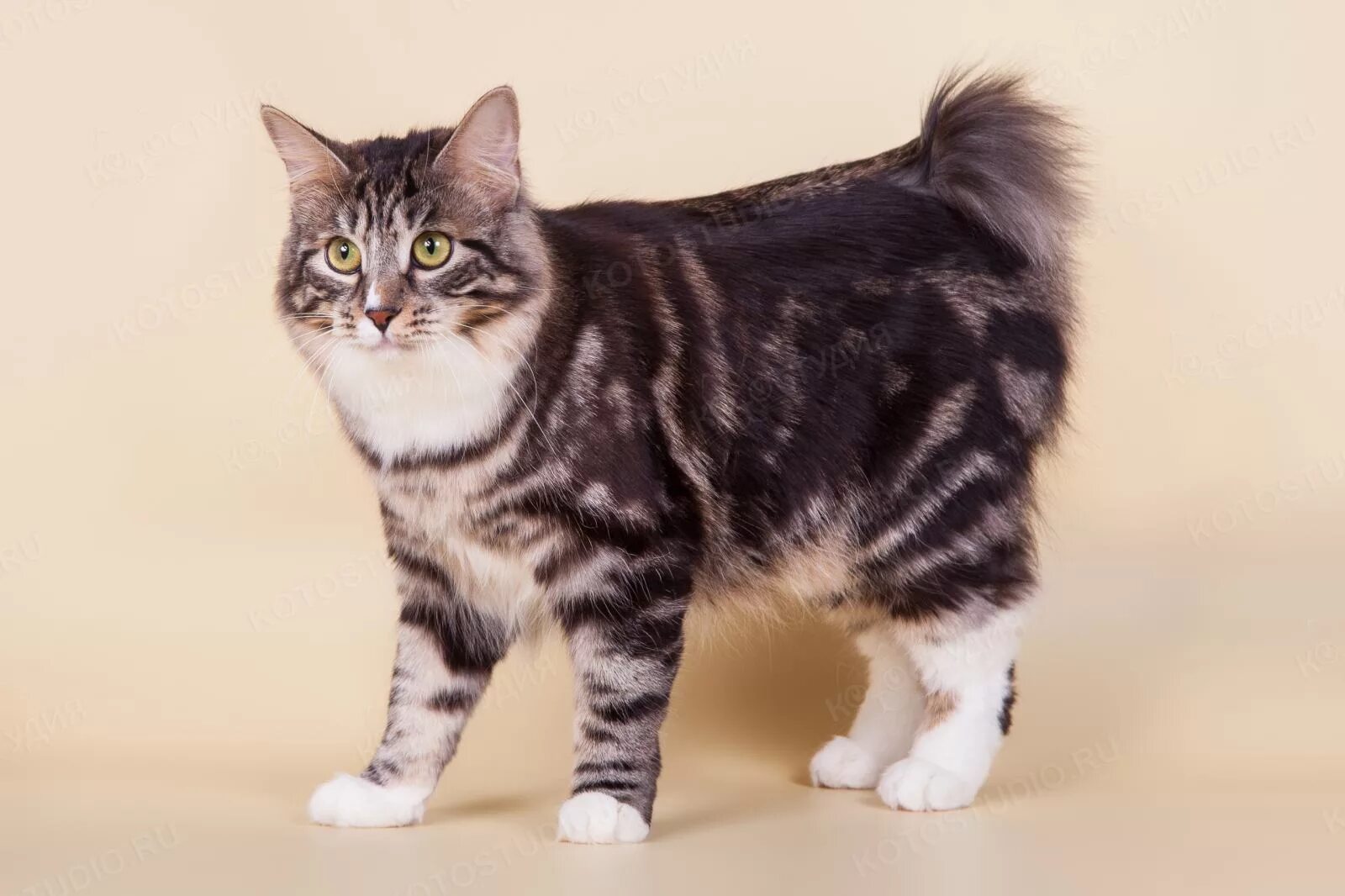 Коты без хвоста фото Курильский бобтейл - Породы кошек с фотографиями - Котостудия
