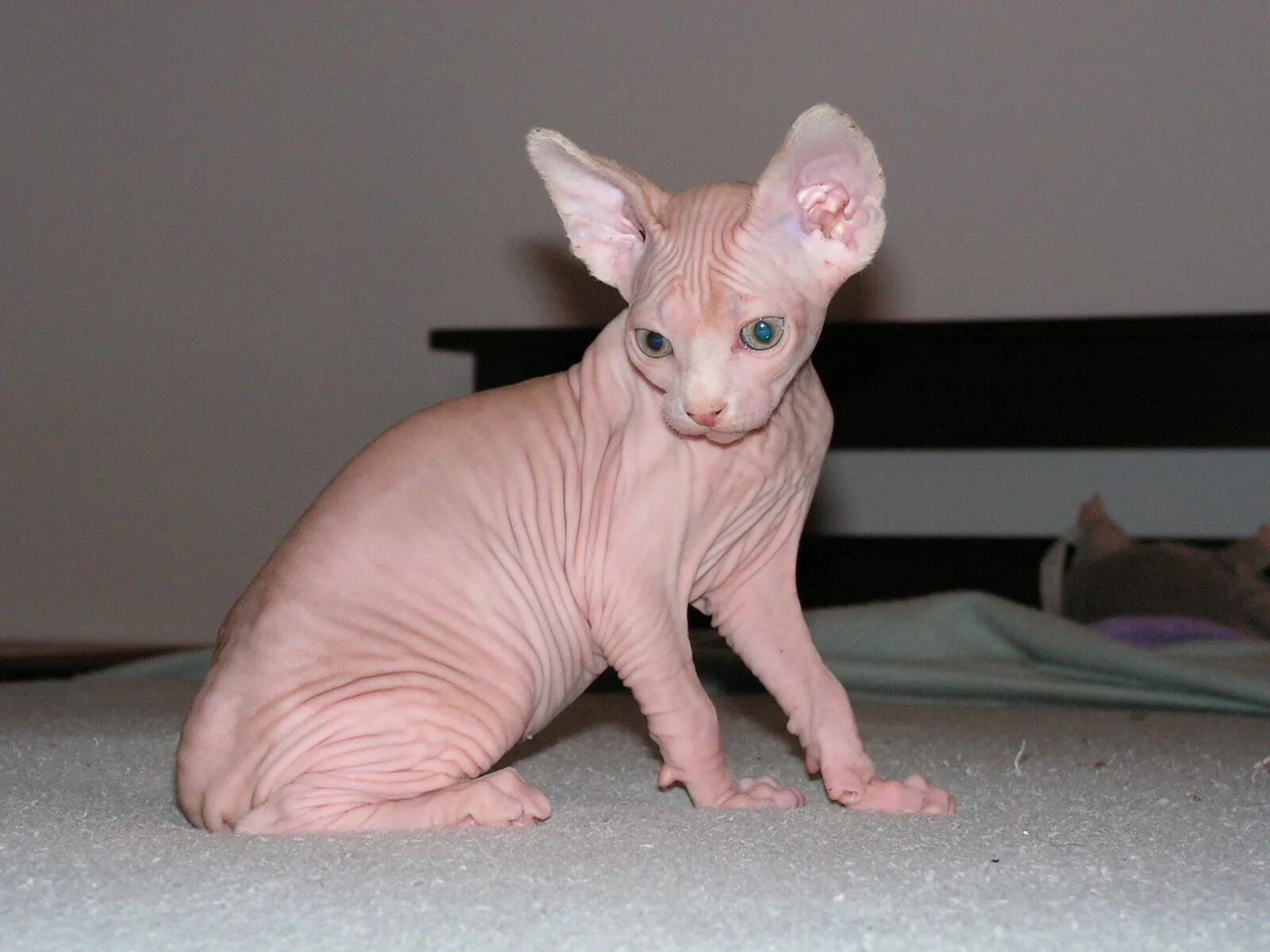Коты без шерсти фото Sphynx+Cats+%283%29.JPG (1600 × 1200) Animals, Cats