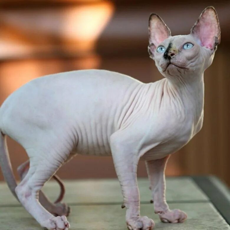 Коты без шерсти фото Кошка сфинкс - купить в Нижнекамске, цена 1 000 руб., продано 2 марта 2019 - Кош