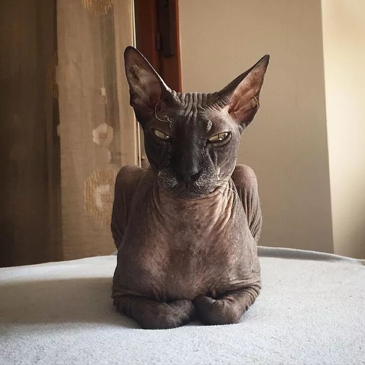 Коты без шерсти фото Истинно русские кошки Кошки, Животные, Кот