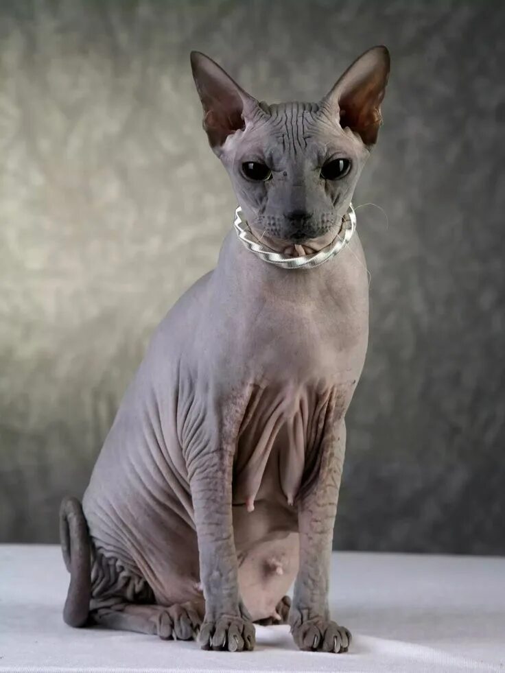 Коты без шерсти фото Pin by luteranin 1517 kielce poland on KOTY Sphynx cat, Feline, Animals