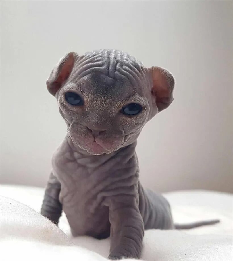 Коты без шерсти фото Pin on The Cats I Love.