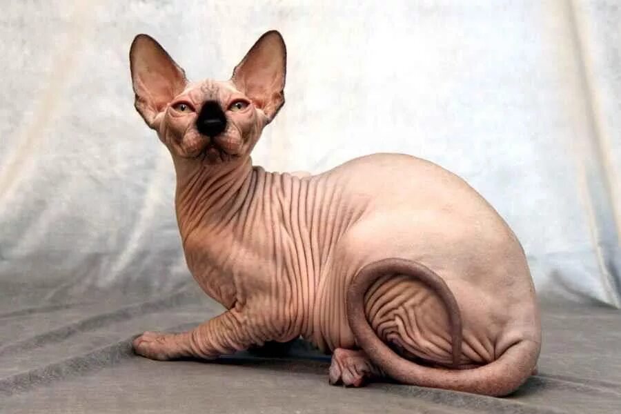 Коты без шерсти фото The Hairless Sphinx Hairless cat, Cat breeds, Ugly cat