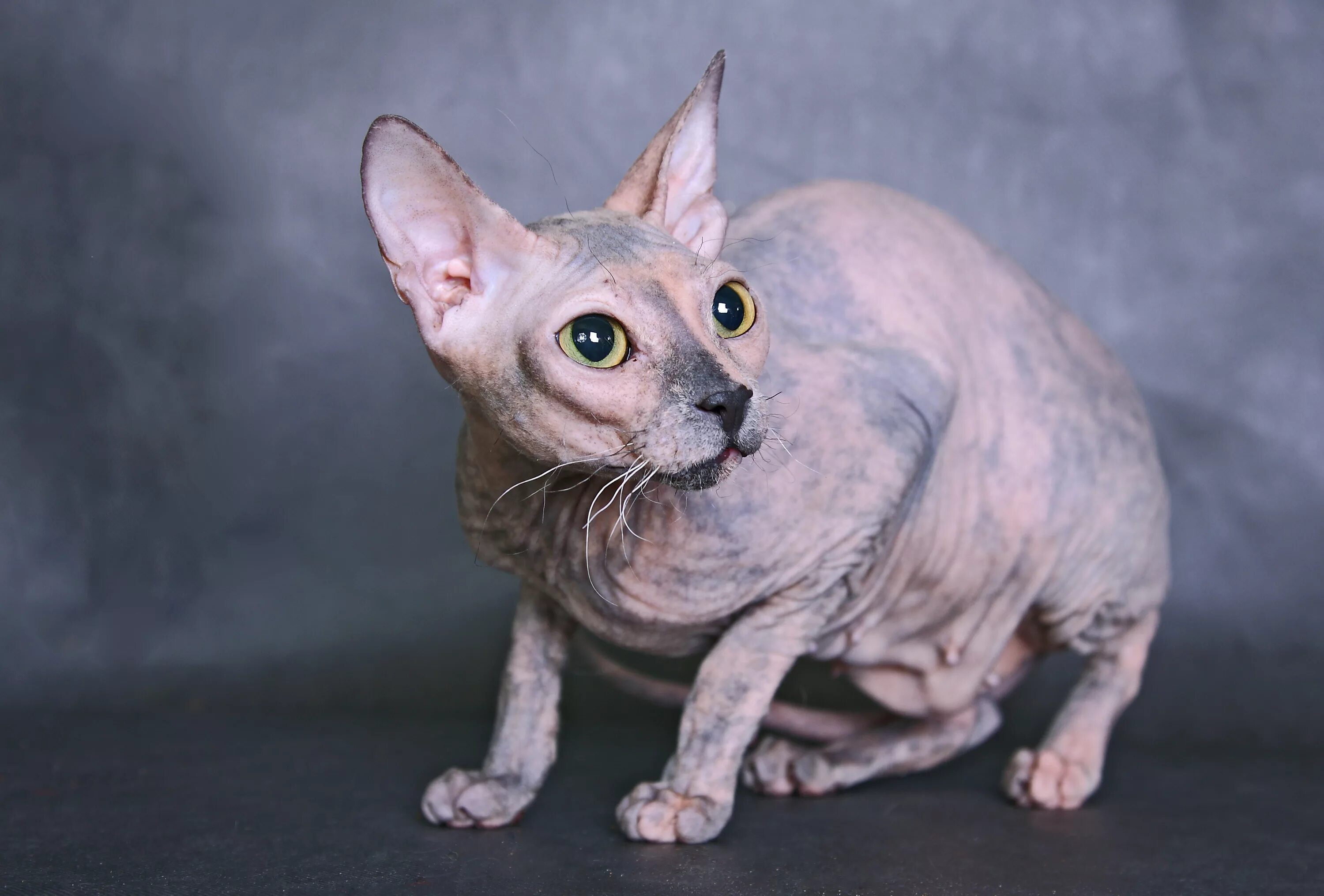 Коты без шерсти фото Донской сфинкс Glafira - fridmancats