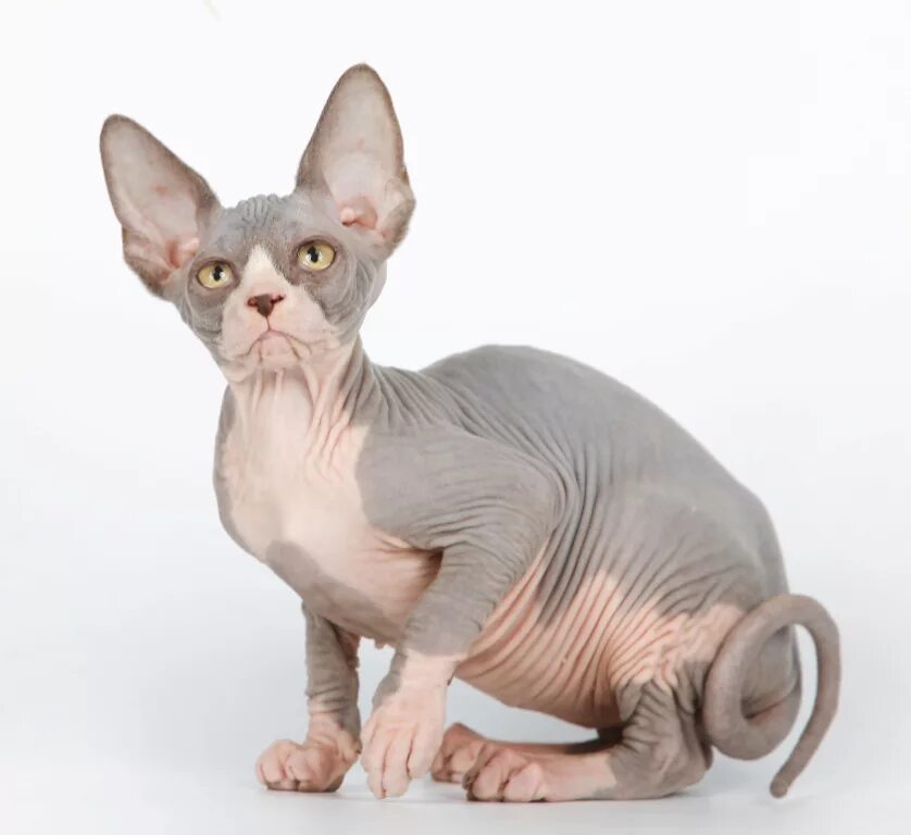 Коты без шерсти фото Канадский сфинкс: описание породы с фото - Pet-Mir.ru