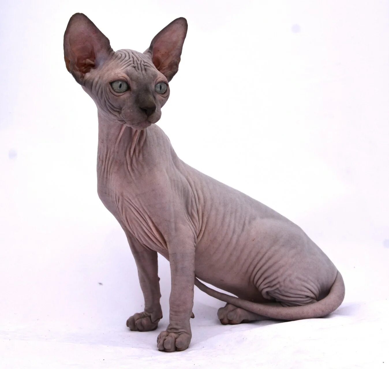 Коты без шерсти фото Indigo Sphynx Cat