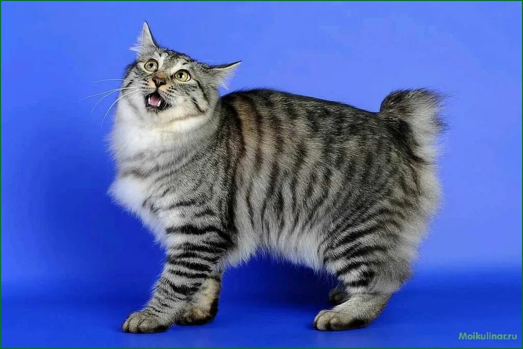 Коты бобтейлы фото описание Коты породы бобтейл